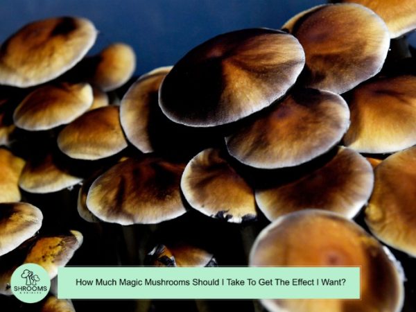 Study on how magic mushrooms affect the brain clears approvals with CRSC support Clinical and Translational Science Institute University of Minnesota