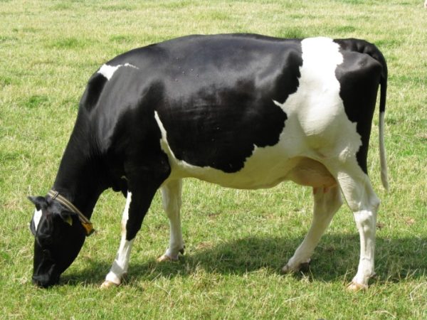 From Grass to Glass: How to Boost Cow Milk Production