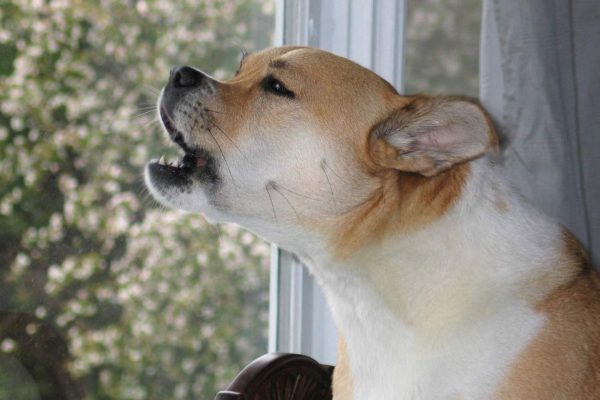 How to get your dog to stop barking: 7 Training Tricks and Tips Central California SPCA, Fresno, CA