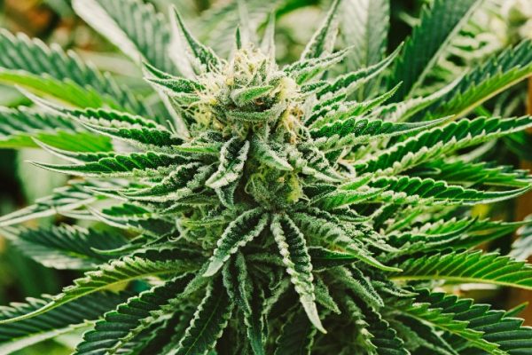 How to Smoke Weed Beginner’s Guide to First Time Smoking