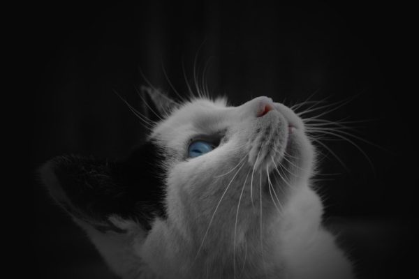 How To Train A Cat: The Beginner’s Guide to Good Kitty Behavior