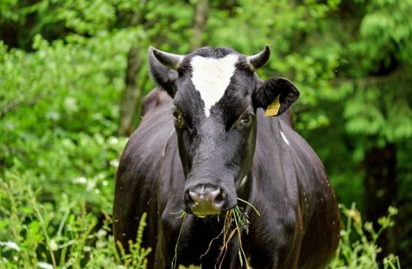 How to Raise a Dairy Cow on Pasture