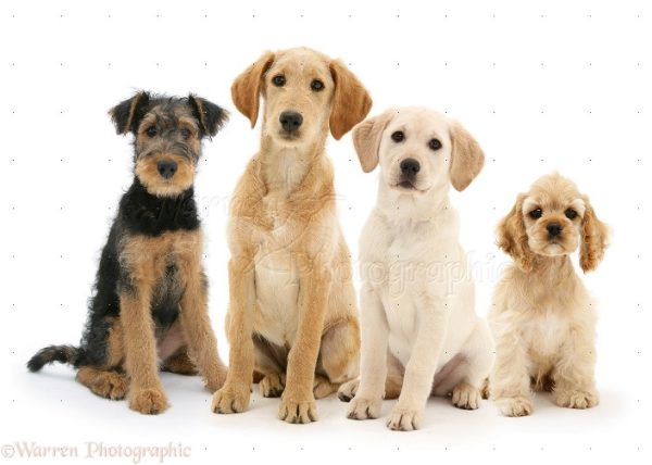 If they could choose: How would dogs spend their days? Activity patterns in four populations of domestic dogs