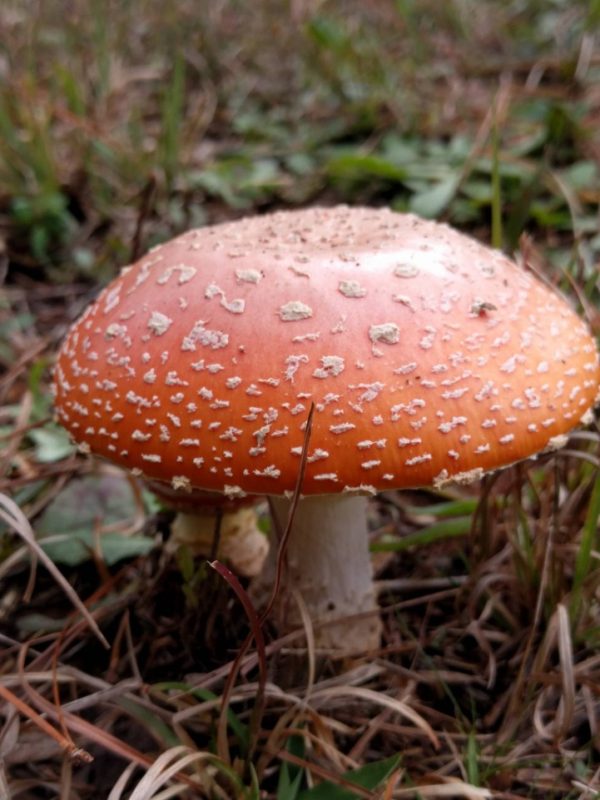 The Mario Mushroom and How to Use It: Microdosing with Amanita muscaria