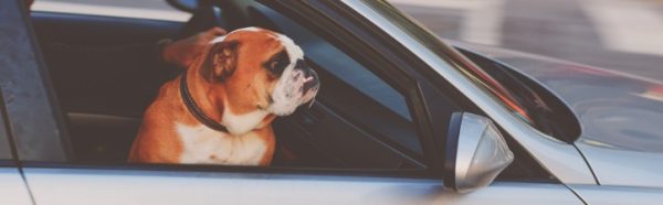 Making Room, Taking Time: The Why and How of Urgent Care Pet Resource Center of Kansas City