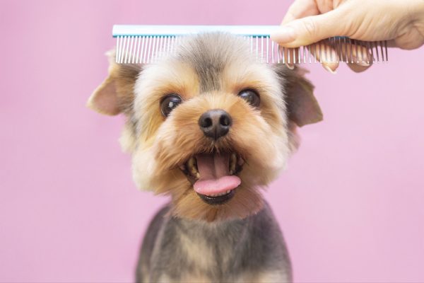 Learn Professional Dog Grooming Online Videos How To Jodi Murphy Instructional Series