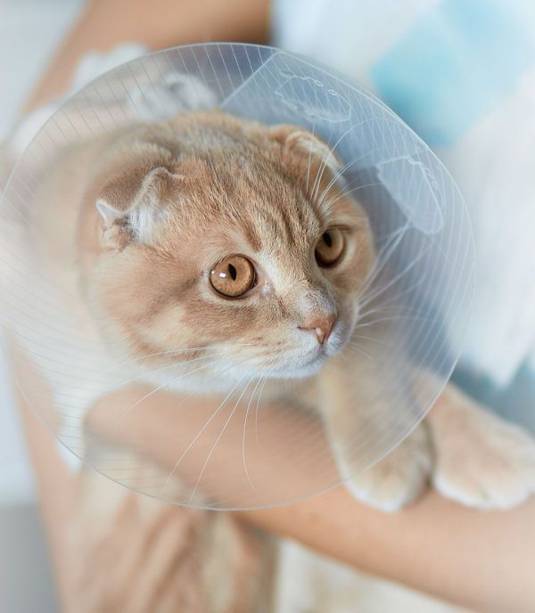 How To Tell if Your Pet Needs Emergency Care Emergency Cat Vet in Rock Hill Emergency Dog Vet in Rock Hill