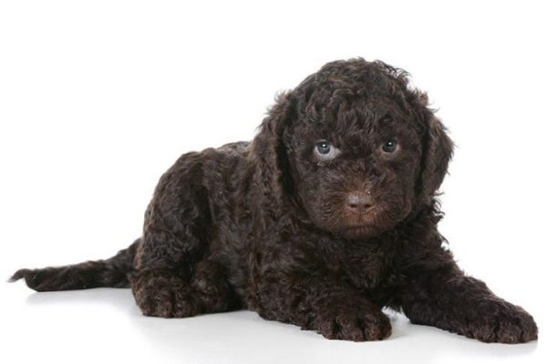 Discover the Adorable Barbet Puppies!