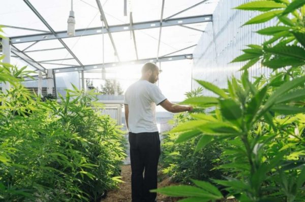 גידול קנאביס: כל מה שצריך לדעת