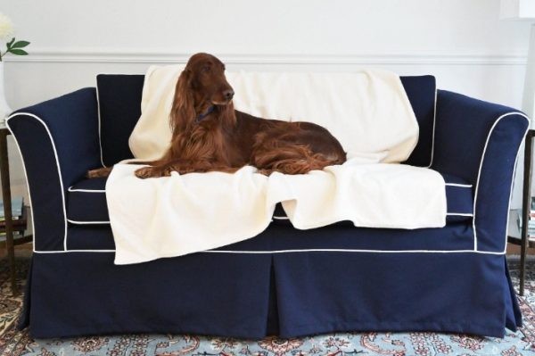 Why Your Pooch Needs a Dog Blanket