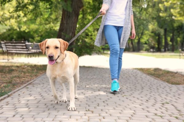 How to be a Good Dog Owner: 7 Easy Steps for Happy Pups
