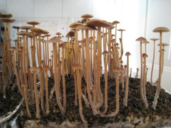 The Hidden World of Magic Mushrooms