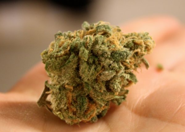 השימוש בקנאביס רפואי – מדיניות בישראל