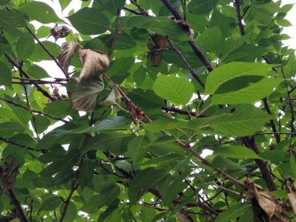 Ensure Optimal Tree Health and Safety in Monmouth County