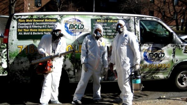 An In-Depth Guide to Choosing the Right Mold Removal Specialists