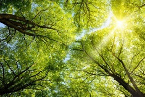 Expert Tree Care Across Monmouth County