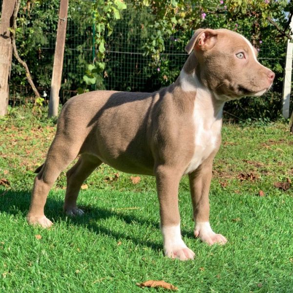 Finding Your Perfect Companion: Pitbull Puppies for Sale